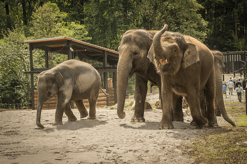 Elephant Lands, at the Oregon Zoo, Portland