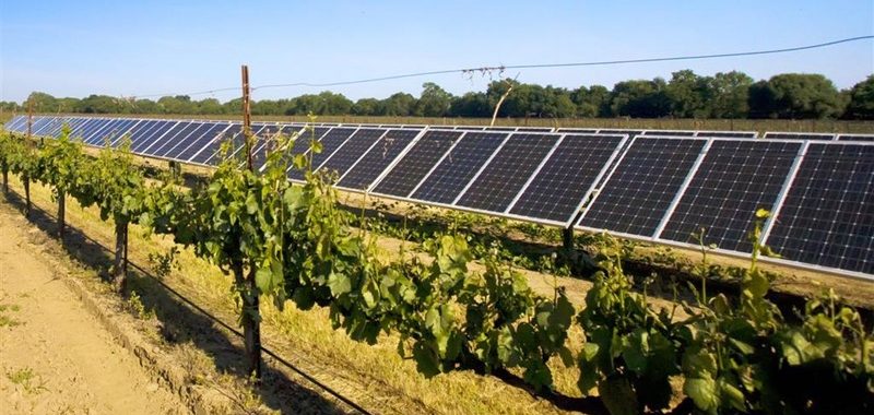 Solar array at a winery