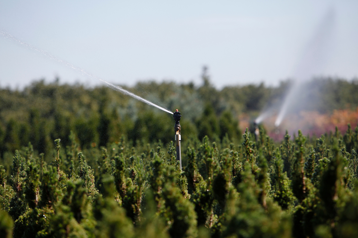 sprinkler in field