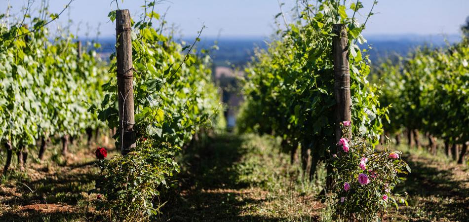 field of grapes for wine