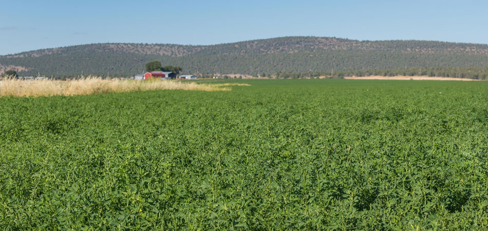 farmland