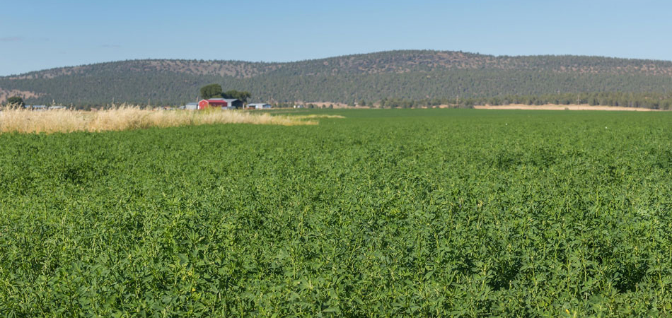 farmland