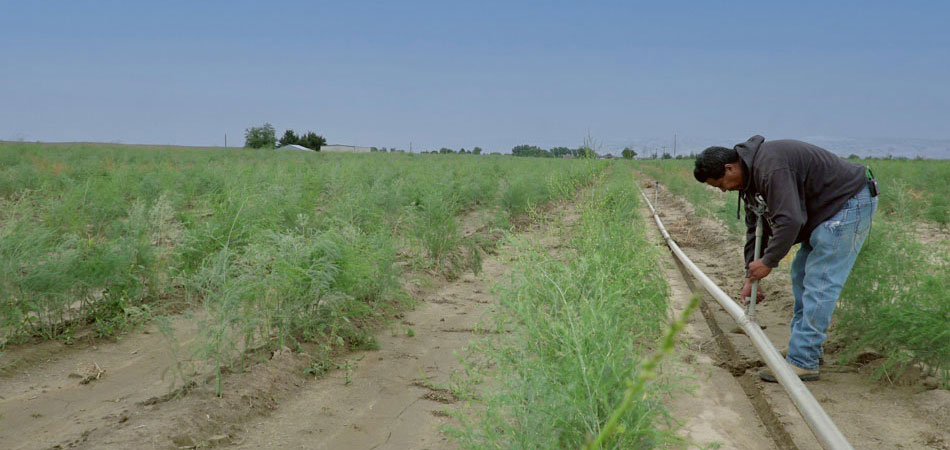 farmer in field